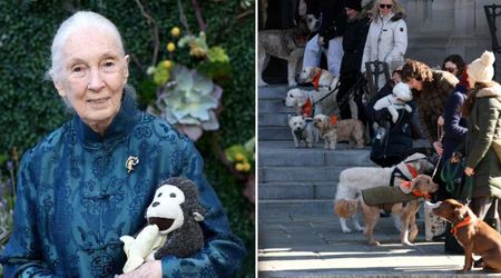 Rescue dogs pay the most touching tribute at Jane Goodall’s funeral — even as Leonardo DiCaprio and Nancy Pelosi look on