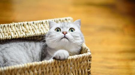 Scientists have finally cracked the mystery of why cats love boxes