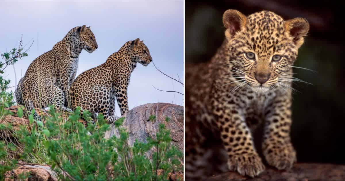 (L ) Two leopards looking over the other side ; (R) A leopard cub. (Representative Cover Source: Getty Images | Photo by (L) Ayzenstayn ; (R) Manoj Shah)