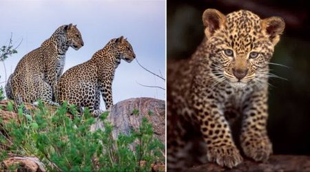 Two leopards matched on an animal dating site — and their unlikely love story led to the birth of the ‘world’s rarest big cat’