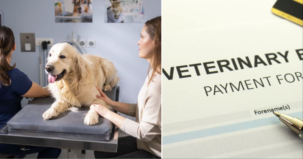 (L ) A dog being examined at a vet clinic ; (R) A veterinary payment form (Representative Cover Source: Getty Images | Photo by (L) Tashi-Delek ; (R) glegorly)