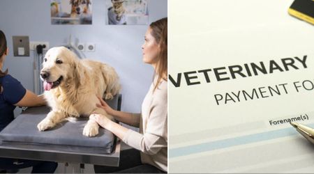 Vet ran an X-ray on her critically ill rescue dog — and uncovered a shelter paperwork mistake that nearly killed the pet and led to a $7,000 surgery