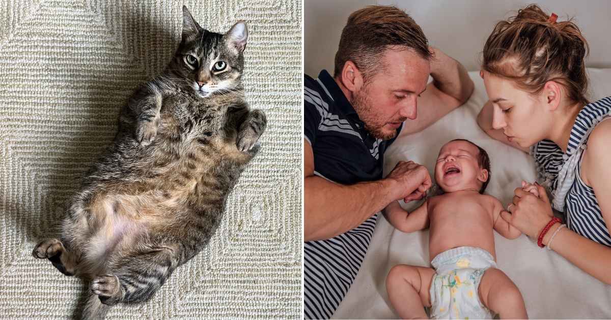 (L) A cat showing its belly. (R) A couple with crying baby. (Representative Cover Image Source: Getty Images | (L) Cyndi Monaghan, (R) Lord Henri Voton)