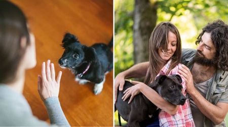 She couldn’t understand why her foster dog ignored every command — until one Spanish phrase changed everything and led him to his forever home