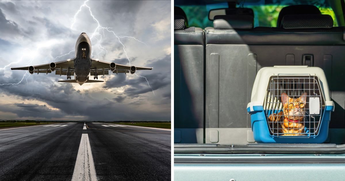 (L) Passenger airplane landing on extreme weather, (R) Carrier for cats in the trunk of a car. (Representative Cover Image Source: Getty Images | (L) guvendemir, (R) Armastas)