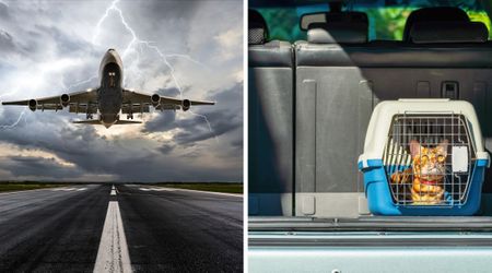 Dangerous weather forced pilot to unexpectedly land his plane carrying 12 rescue kittens — but his bold backup plan to get them home stunned everyone