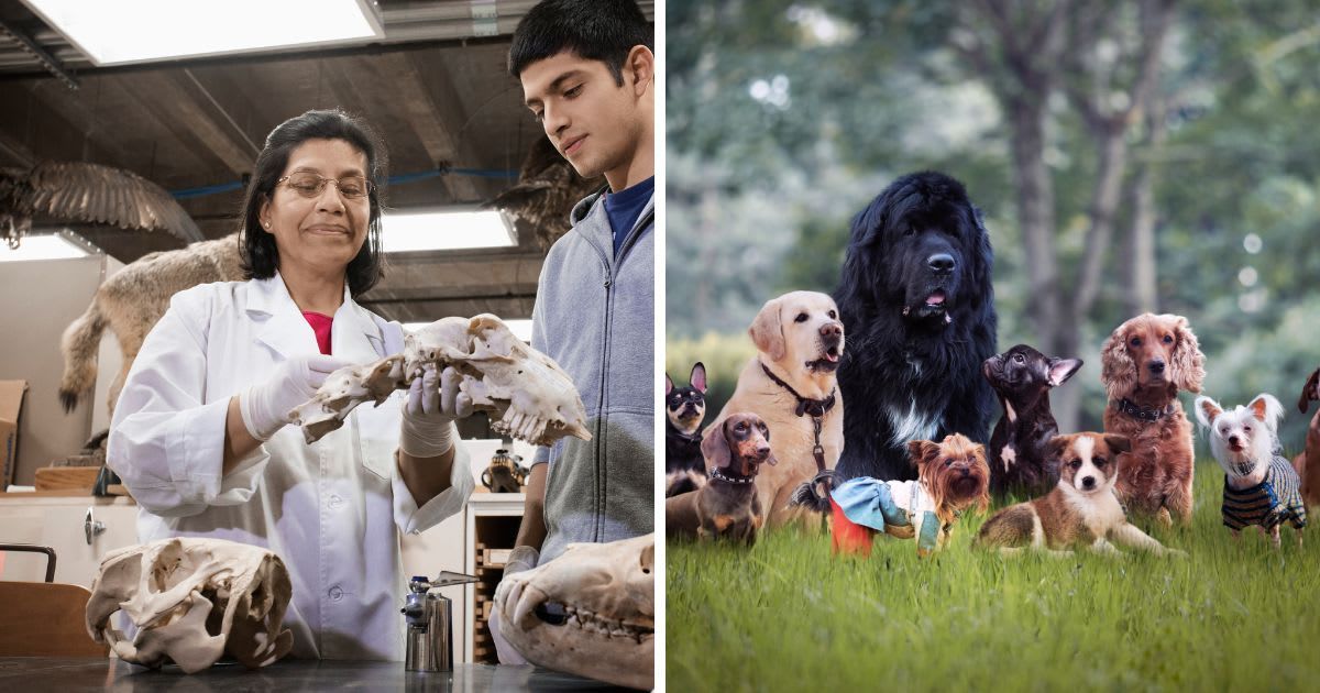 (L) A student and teacher examining bones in lab, (R) Many different breeds of dogs on the grass. (Representative Cover Image Source: Getty Images | (L)Hill Street Studios, (R) kozorog)