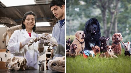 Scientists analyzed 3D scans of ancient dogs to trace where our pets really came from — and the discovery busts the biggest myths about modern breeds