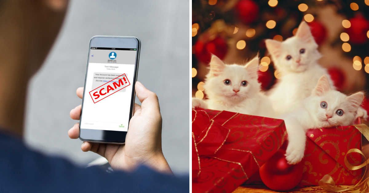 (L) A man holding his phone with scam alert. (R) Three kittens in a present box. (Representative Cover Image Source: Getty Images | (L) B4LLS, (R) GK Hart)