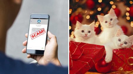 Boston police issue urgent warning about buying pets during the holiday season