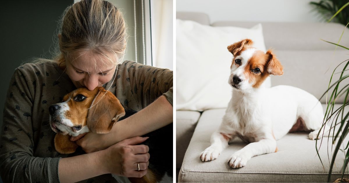 (L) Girl Loving And Hugging Tightly Her Dog, (R) Dog with head cocked sitting on sofa at home. (Representative Cover Image Source: Getty Images | (L) EyeEm Mobile GmbH, (R) Westend61)