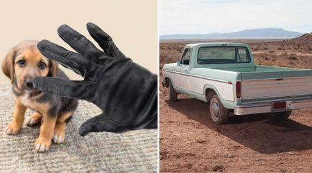 Their 5-month-old pup suddenly vanished from home without a trace — until an abandoned truck three weeks later pointed police straight to the thief