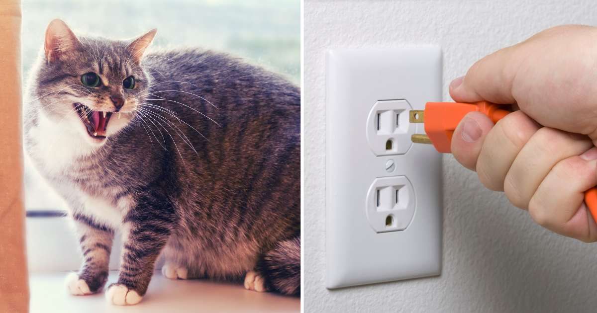 (L) A cat hissing. (R) A wall socket. (Representative Cover Image Source: Getty Images | (L) Andrey Zhuravlev, (R) dial a view)