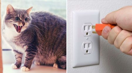 Woman thought her cat’s repeated hissing at a socket was silly — until the terrifying reason hiding inside the walls left her shaken