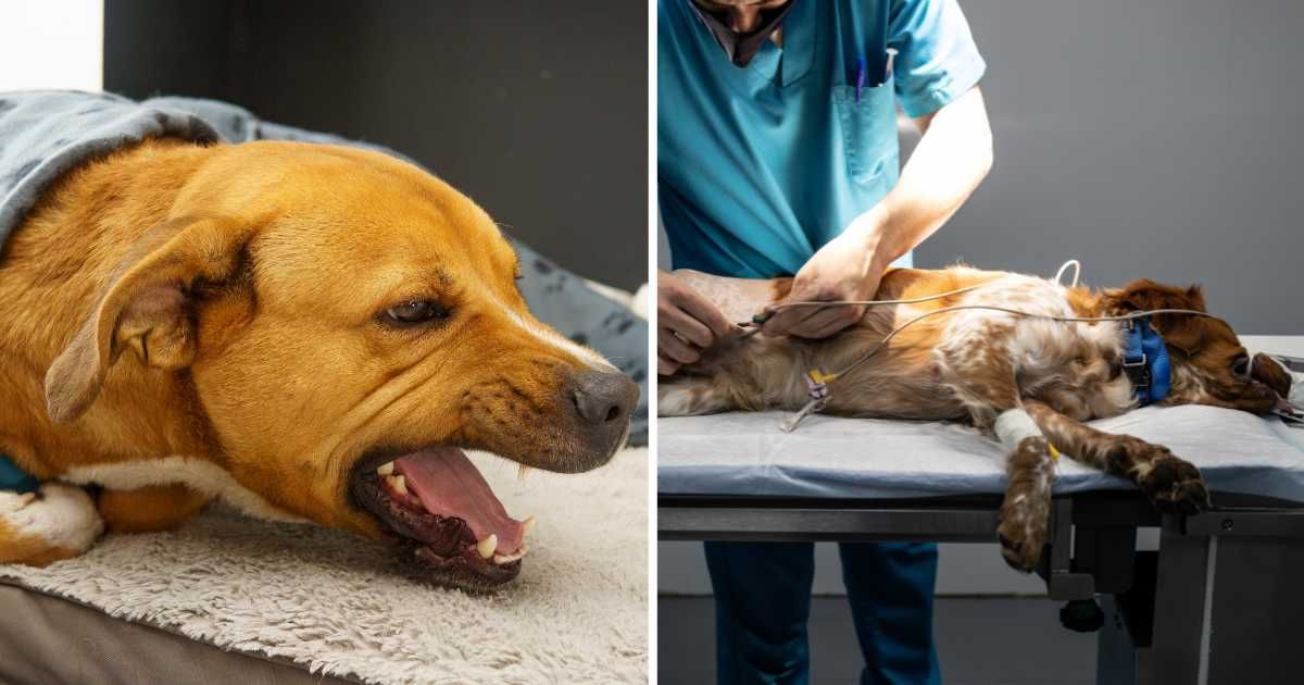 (L) A dog coughing. (R) A dog getting treatment at clinic. (Representative Cover Image Source: Getty Images | (L) Felix Andres Montana Otalora, (R) Manu Vega)