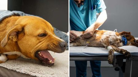 Georgia officials warn dog owners to watch for 3 early signs of a highly contagious virus — because the outcome can be ‘fatal’