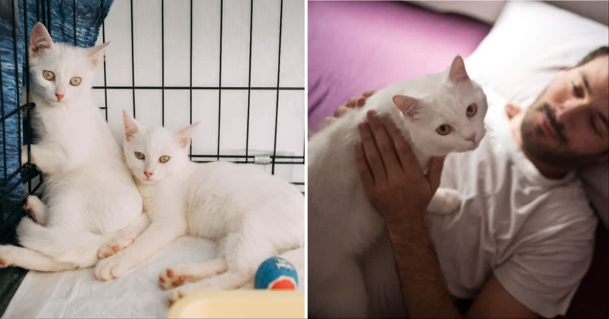 (L ) Two white cats in a cage; (R) A man holding a white cat. (Representative Cover Source: Getty Images | Photo by (L) Svetlana Repnitskaya; (R) Mayte Torres)