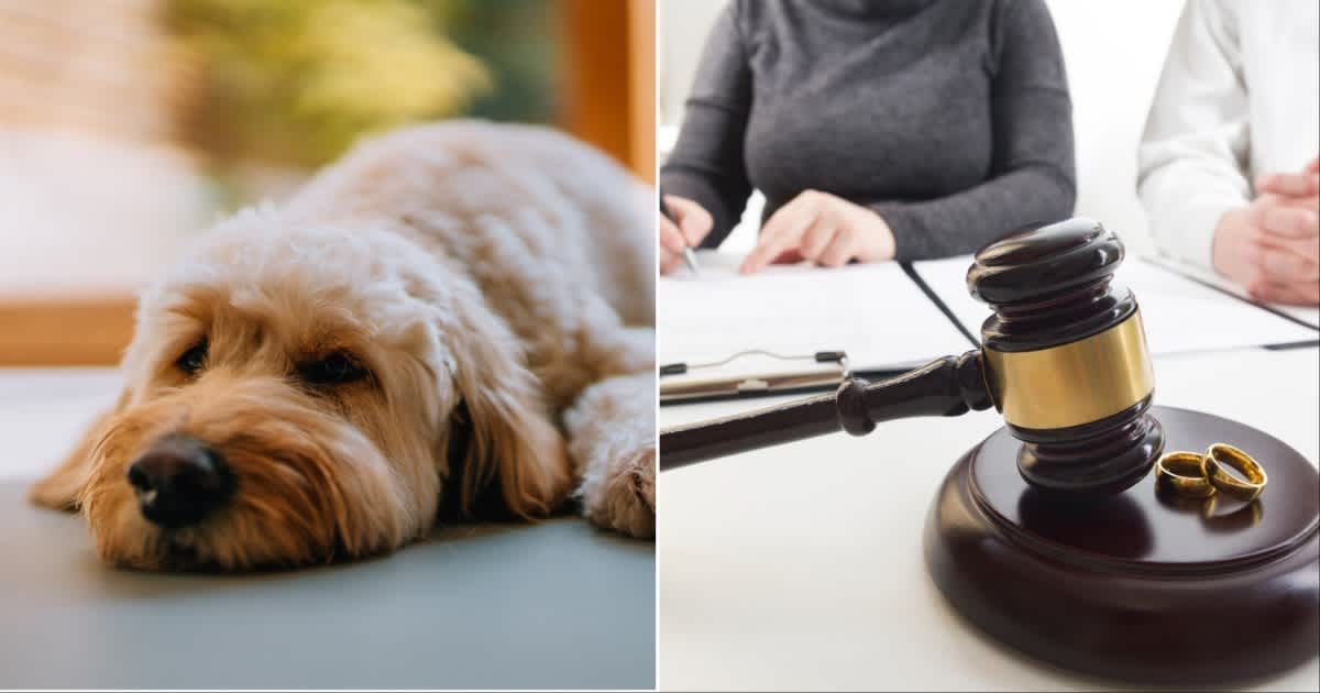 (L ) A sad-looking goldendoodle; (R) A couple signing separation papers (Representative Cover Source: Getty Images | Photo by (L) Oscar Wong; (R) Avosb)