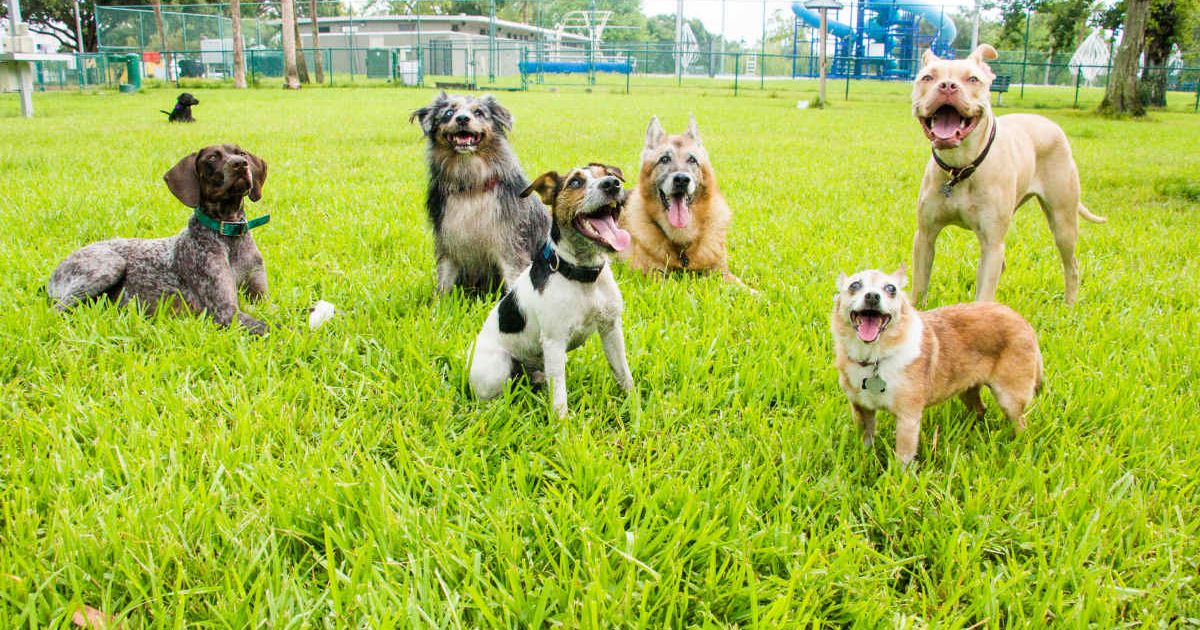 Different dog breeds. (Representative Cover Image Source: Getty Images | meaghan browning)