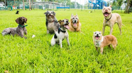 America’s favorite dog breeds could 'vanish' in 10 years under new health rules