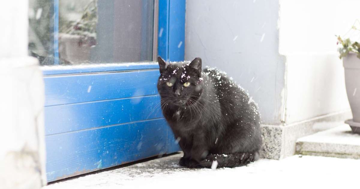 A cat outside a snowy day (Representative Cover Source: Getty Images | Photo by Zielonykombinat)