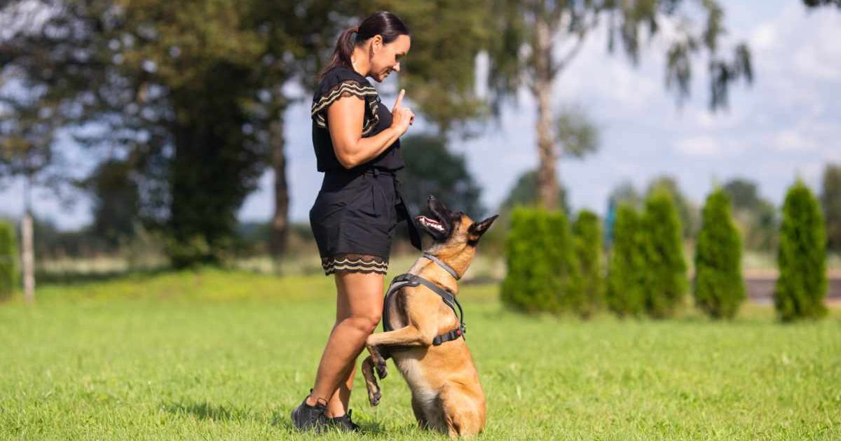 A woman training a Belgian Malinois dog. (Representative Cover Image Source: Getty Images | Tatyana Titova)