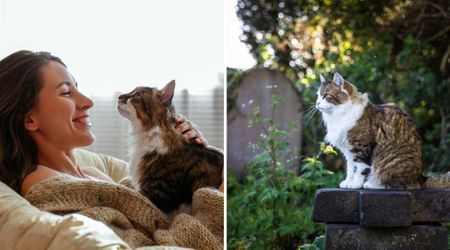 Grieving owner welcomes a new cat after losing her beloved pet— but its unexpected daily ritual leaves her stunned