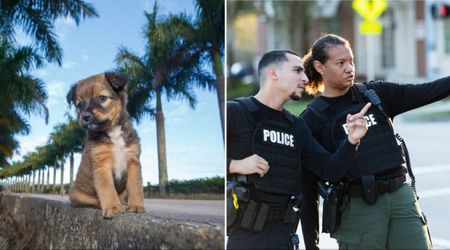 Cops rushed to multiple reports of a ‘small dog’ abandoned on the roadside — what they found instead was straight out of a Disney movie