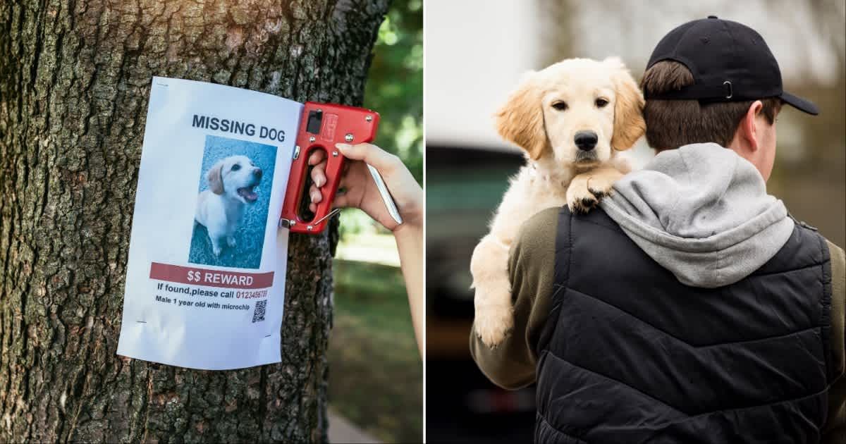 (L ) A missing dog poster ; (R) A man dognapping a pup. (Representative Cover Source: Getty Images | Photo by (L) ovanmandic ; (R) Daisy-Daisy)