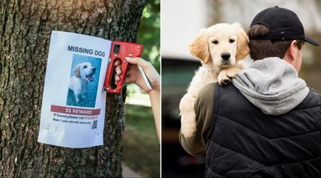 Man who found a family’s missing dog tried to cash in at the vet — but one careless mistake left him caught red-handed by the owner