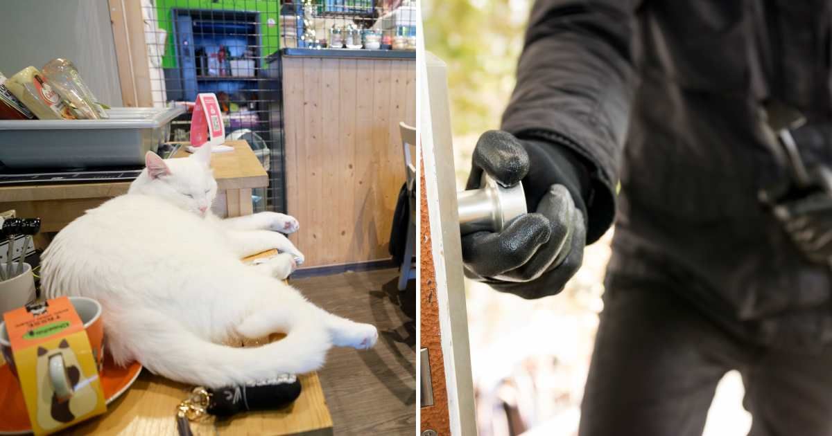 (L) A fat cat sitting in a coffee shop. (R) A thief entering a house. (Representative Cover Image Source: Getty Images | (L) Thierry Monasse, (R) Westend61)