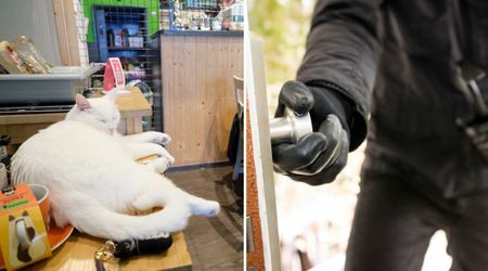 Locals searched day and night for celebrity cat ‘Fat Albert’ stolen in broad daylight — a week later, thief’s surprising move made headlines again