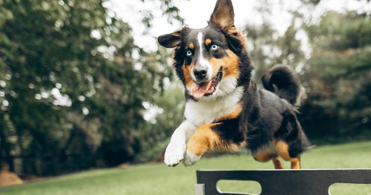 An Australian Shepherd Jumping over a sports equipment. (Representative Cover Source: Getty Images | Photo by Liliya Krueger)