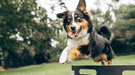 Our love for quirky pets may have accidentally 'bred neurodiversity' into them, expert suggests