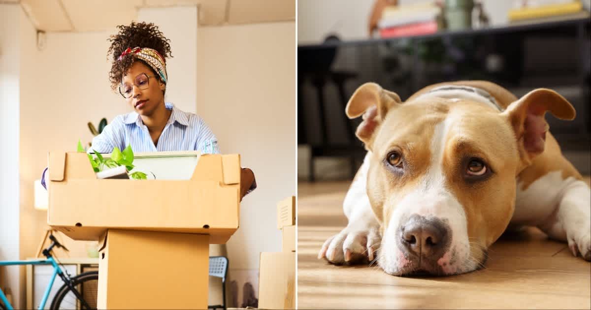 (L ) A woman moving things and carrying boxes ; (R) A sad Pitbull (Representative Cover Source: Getty Images | Photo by (L) aire images ; (R) Vera Vita)