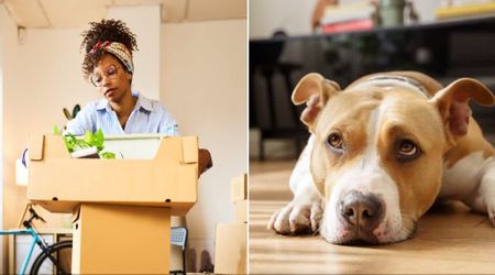 LA woman with a Pit Bull thought she’d finally found the perfect apartment — until one insensitive email made her walk away