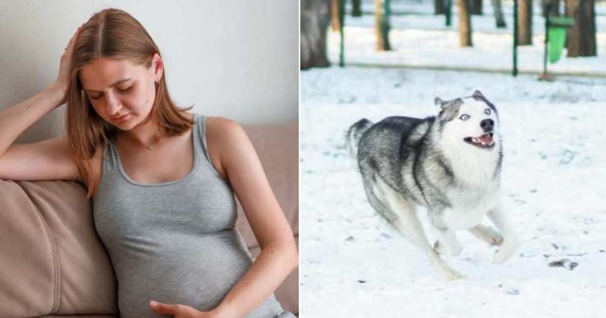 (L)A pregnant woman holding onto her belly. (R)Husky playing in the snow. (Representative Cover Image Source: Getty Images | Photo by (L)Natalia Lebedinskaia; (R)Pexels; Kateryna Babaieva)