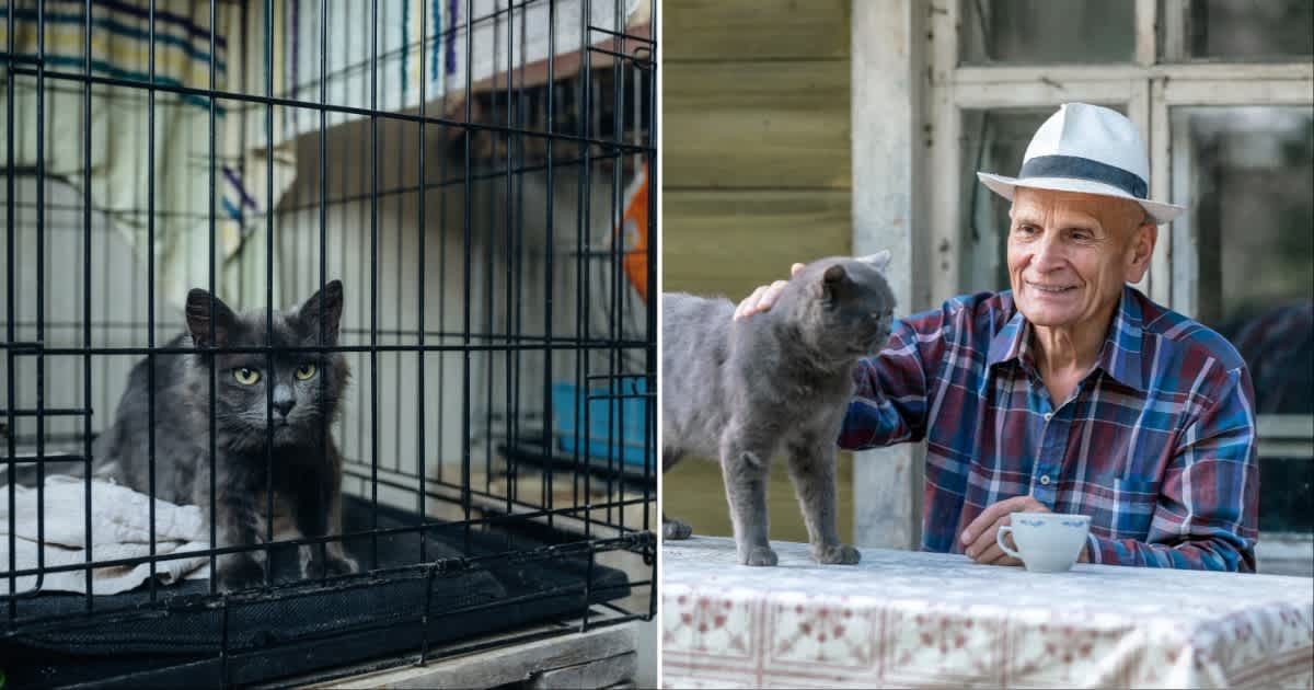 (L ) An old man petting a grey kitty; (R) A grey cat inside a cage(Representative Cover Source: Getty Images | Photo by (L) standret; (R) Yaraslau Saulevich)