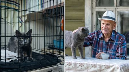 Grandpa looking for a companion after moving into a new place alone made a tender request at the cat shelter — and it led him to his perfect match