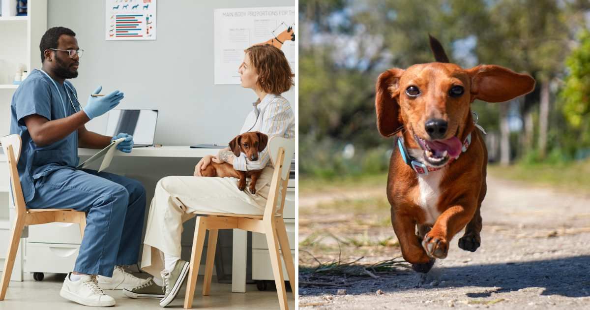 (L) Veterinarian giving advice to female pet owner (R) Dachshund smiling puppy (Representative Cover Image Source: Getty Images | (L) SeventyFour; (R): Shanti Adames)