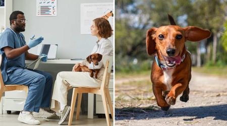 Woman decided against treatment for her ‘full-of-life’ dog with aggressive cancer — and her heartfelt reason is bringing people to tears