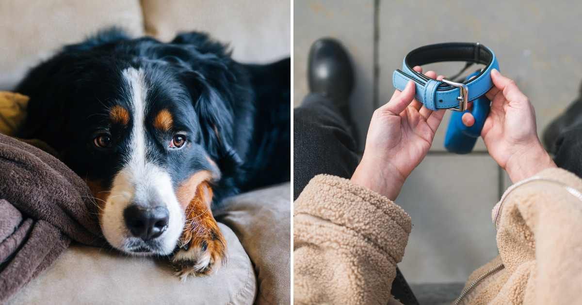 (L) A sad-looking dog on sofa. (R) A person holding a dog collar. (Representative Cover Image Source: Getty Images | (L) Jena Ardell, (R) Solovyova)