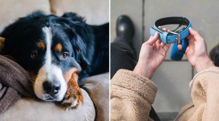 Their younger pup's sudden death left their senior dog in ‘tears’ — but nothing prepared the couple for the heartbreak that followed just hours later