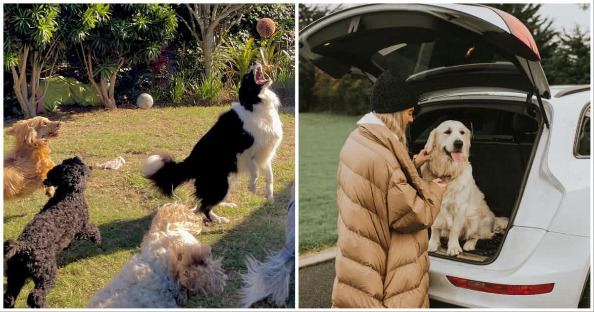 (L ) Dogs playing with a ball; (R) A woman with her dog sitting in the car boot (Representative Cover Source: Getty Images | Photo by (L) Helen Harding; (R) Catherine Falls Commercial)