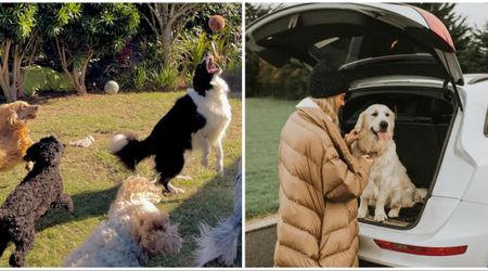 Dog boarding pro reveals 5 warning signs that should send you straight back to the car with your pet