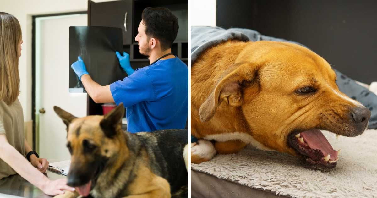 (L) A male vet checking an X-ray scan. (R) A dog gagging. (Representative Cover Image Source: Getty Images | (L) Antonio Diaz, (R) Felix Andres Montana Otalora)