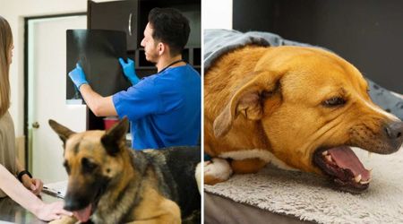 Vet shares 5 everyday dog items he avoids at all costs that could lead to costly emergencies