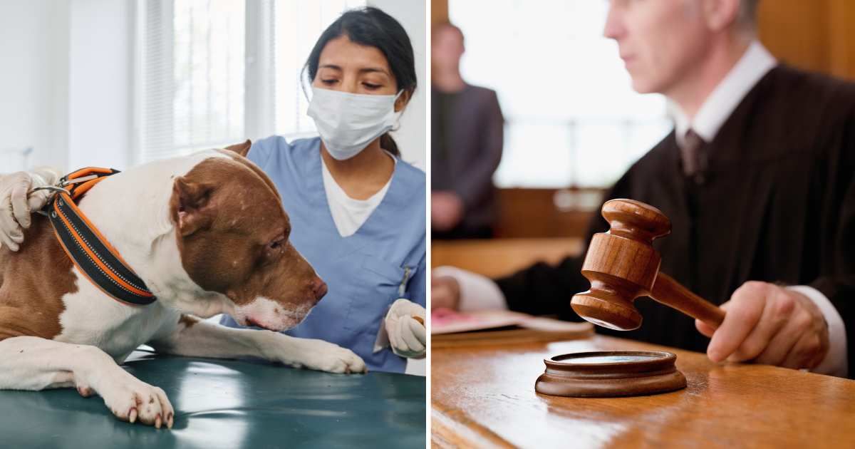 (L) A pitbull dog at the vet clinic. (R) A judge in the court. (Representative Cover Image Source: Getty Images | (L) Pressmaster, (R) Chris Ryan)
