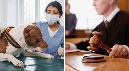 Michigan vet who kept homeless man’s ‘sick’ Pit Bull after treatment faced court. Her candid admission led to a verdict that stunned everyone.
