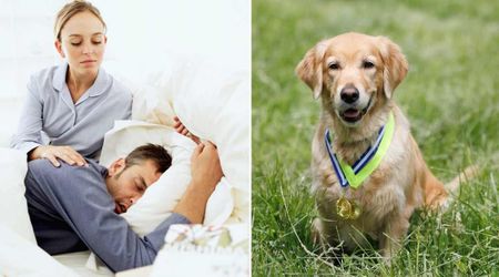 Wife woke to find her husband had stopped breathing — but their Golden Retriever’s desperate signal saved his life and made the dog a ‘CPR Hero’